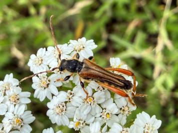 <i>Stenopterus rufus</i>