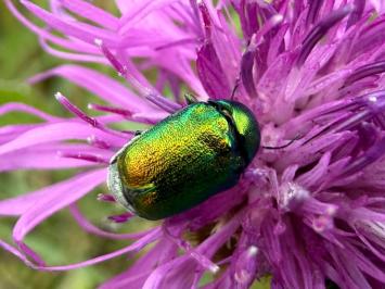 <i>Cryptocephalus</i>