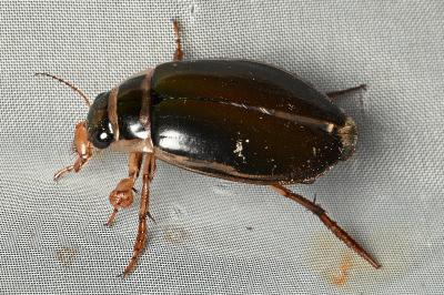<i>Dytiscus marginalis</i>