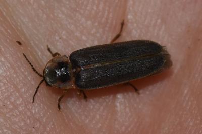 <i>Lampyris noctiluca</i>