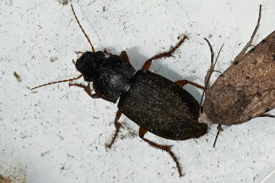 <i>Pseudoophonus rufipes</i>