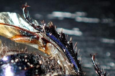 <i>Geotrupes spiniger</i>