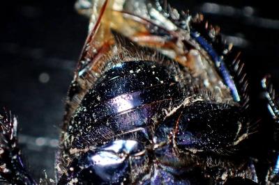<i>Geotrupes spiniger</i>