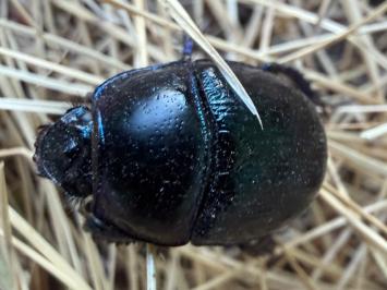 <i>Anoplotrupes stercorosus</i>