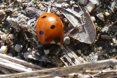 <i>Coccinella septempunctata</i>