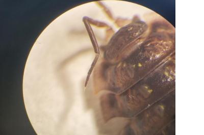 <i>Oniscus asellus</i>