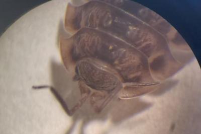 <i>Oniscus asellus</i>