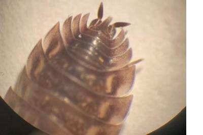 <i>Oniscus asellus</i>