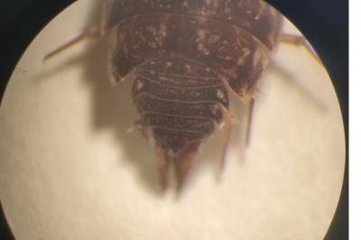<i>Philoscia affinis</i>