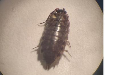 <i>Philoscia affinis</i>