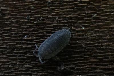 <i>Porcellio scaber</i>