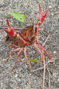 <i>Procambarus clarkii</i>