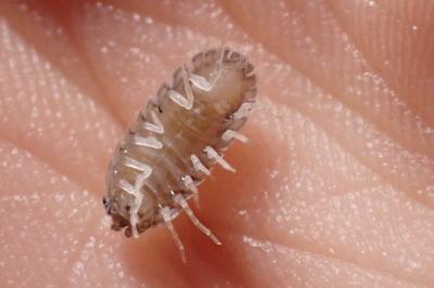 <i>Armadillidium nasatum</i>