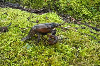 <i>Faxonius limosus</i>
