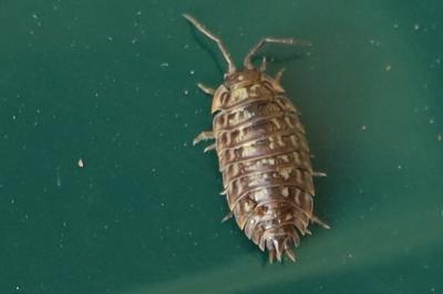 <i>Oniscus asellus</i>