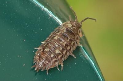 <i>Oniscus asellus</i>