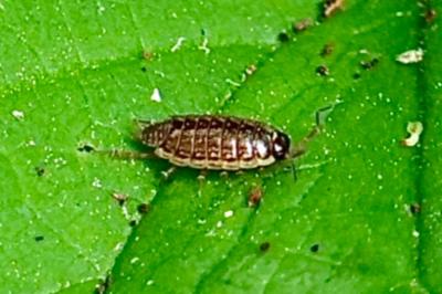 <i>Philoscia muscorum</i>