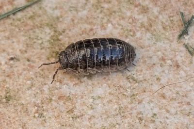 <i>Armadillidium vulgare</i>