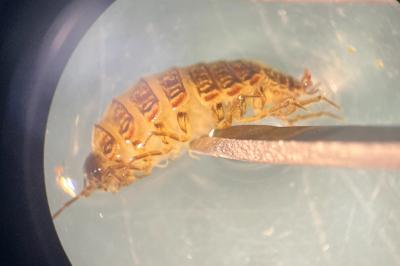 <i>Philoscia affinis</i>