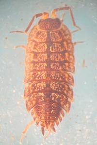 <i>Porcellio monticola</i>