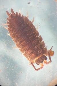 <i>Cylisticus convexus</i>