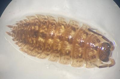 <i>Porcellio monticola</i>