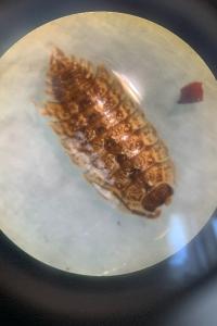 <i>Porcellio monticola</i>
