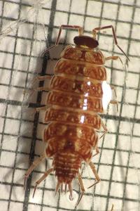 <i>Philoscia muscorum</i>