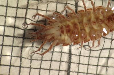 <i>Philoscia muscorum</i>