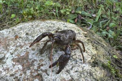 <i>Austropotamobius pallipes</i>