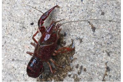 <i>Procambarus clarkii</i>