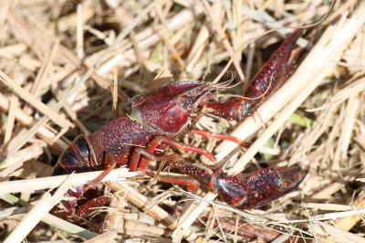 <i>Procambarus clarkii</i>