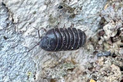 <i>Armadillidium vulgare</i>