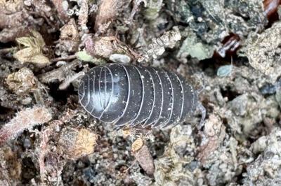 <i>Armadillidium vulgare</i>
