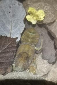 <i>Austropotamobius pallipes</i>
