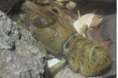 <i>Austropotamobius pallipes</i>