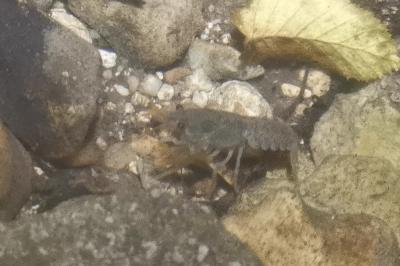 <i>Austropotamobius pallipes</i>