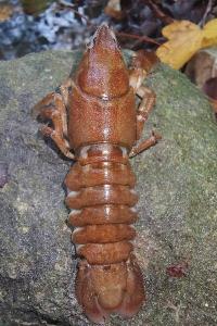 <i>Austropotamobius pallipes</i>
