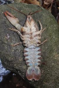 <i>Austropotamobius pallipes</i>
