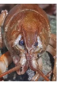 <i>Austropotamobius pallipes</i>
