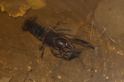<i>Procambarus clarkii</i>
