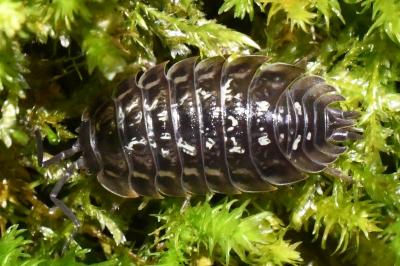 <i>Oniscus asellus</i>