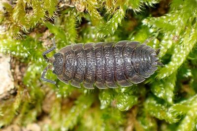 <i>Porcellio scaber</i>