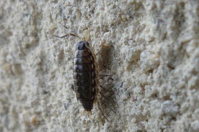 <i>Philoscia muscorum</i>