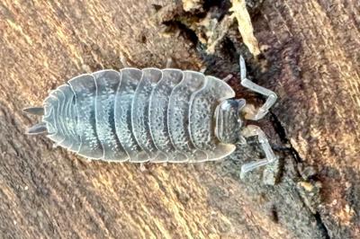<i>Porcellio scaber</i>