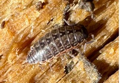 <i>Philoscia muscorum</i>