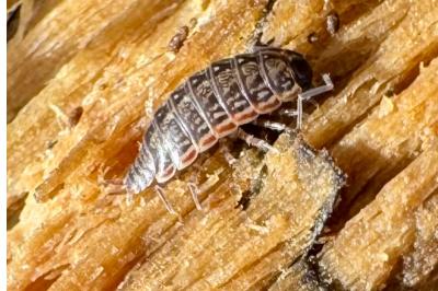 <i>Philoscia muscorum</i>