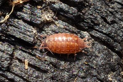 <i>Philoscia muscorum</i>