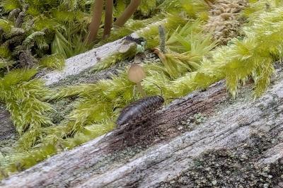 <i>Philoscia muscorum</i>