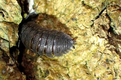 <i>Porcellio scaber</i>
